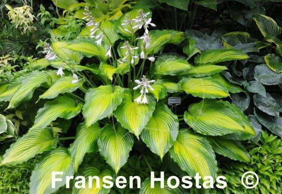 Hosta Journey's End